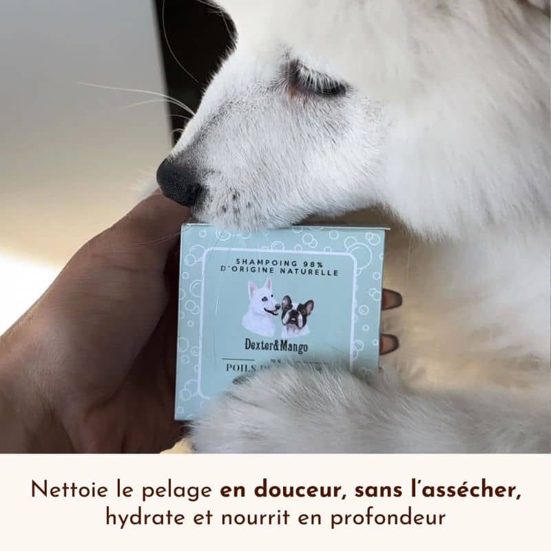 Shampoing solide Dexter et Mango poils de velours pour chien de tous types de pelages nettoie hydrate nourrit