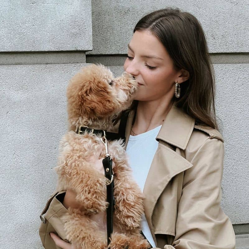 ensemble pour chien en cuir noir avec collier et laisse de Branni pets