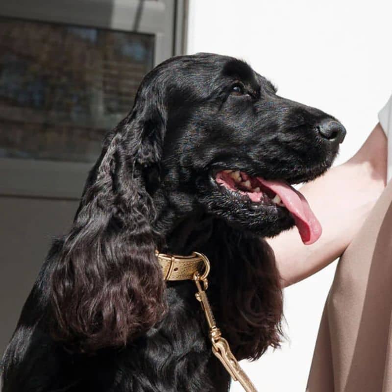 Cocker avec un collier pour chien en cuir souple fait à la main en Italie par Branni Pets couleur dorée