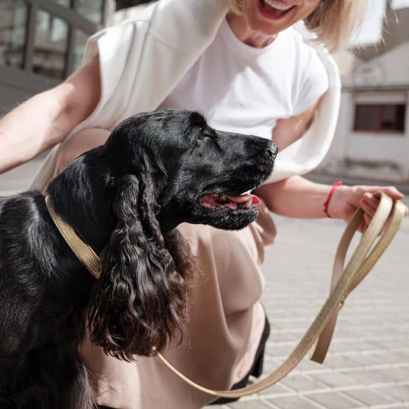 Cocker avec un collier pour chien en cuir souple fait à la main en Italie par Branni Pets couleur dorée