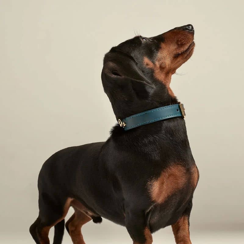 Teckel avec un petit collier en cuir pour chien en bleu