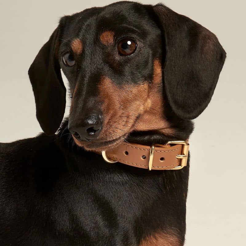 Teckel avec un petit collier en cuir pour chien en marron