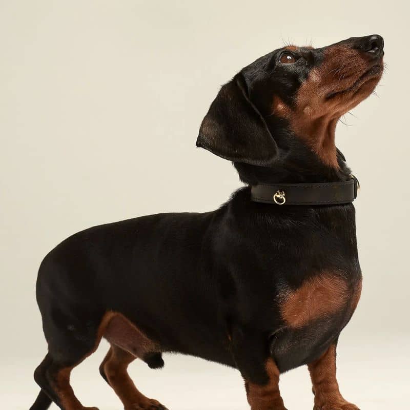 Teckel avec un petit collier en cuir pour chien en noir