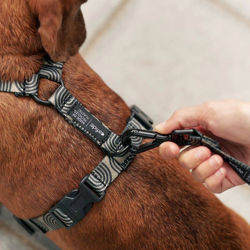 Détail du harnais pour chien motif Japan kaki de la marque cafide