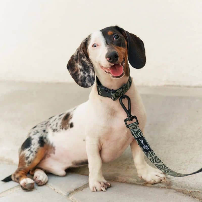 Chien avec le collier et la laisse modèle Juno de Cafide et motif Japan