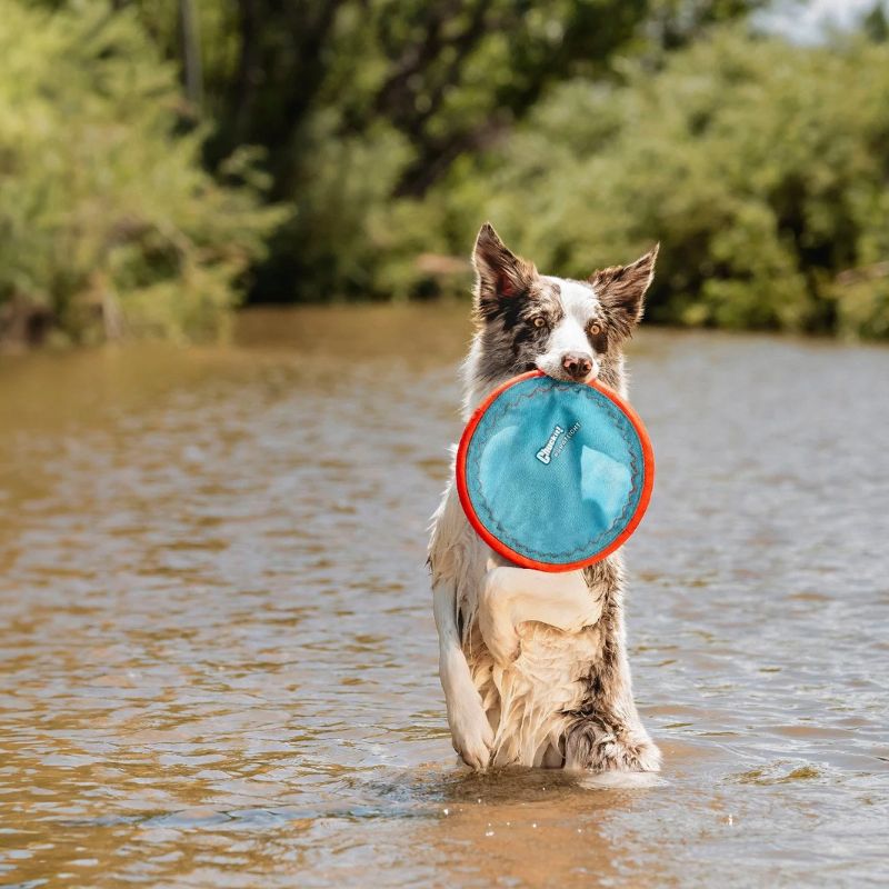 Jouet pour chien frisbee Chuck It lancer pour jeux avec son maitre