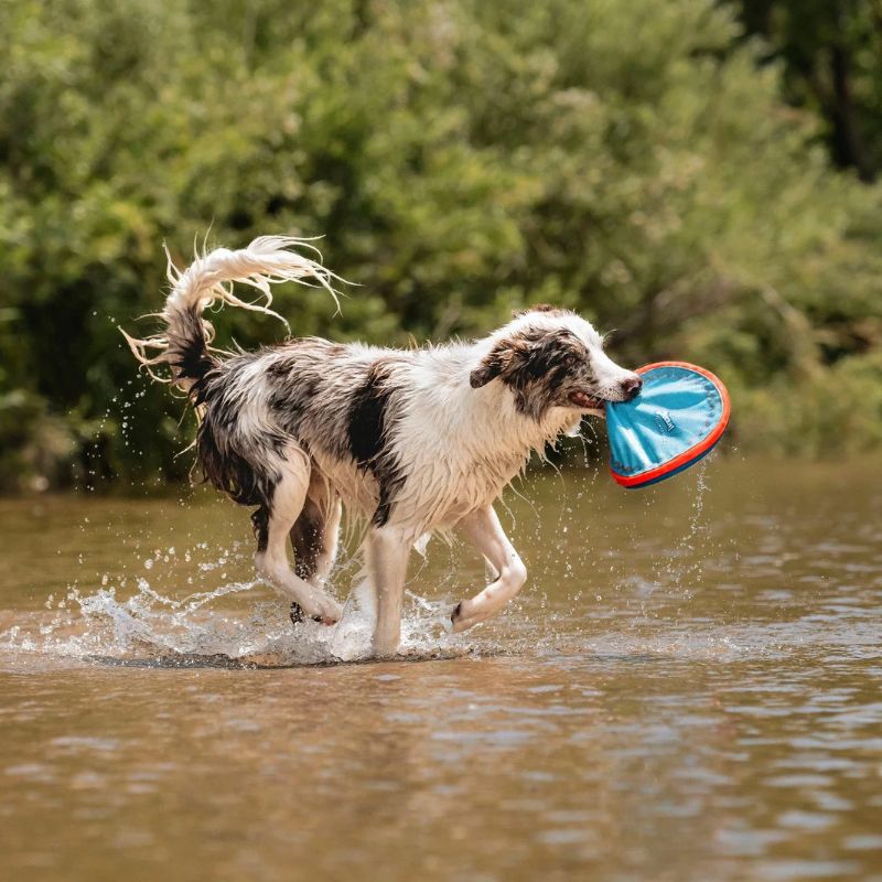 Jouet pour chien frisbee Chuck It lancer pour s'amuser avec son animal