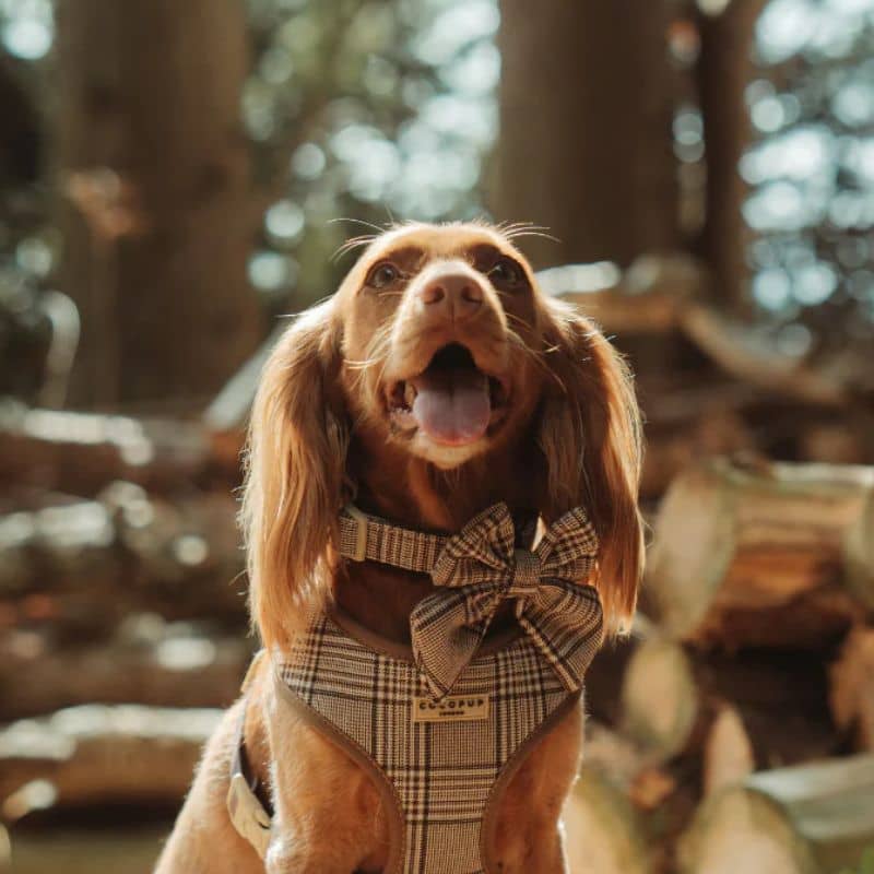 Collier pour chien de la marque cocopup london - pup plaid carreaux beige et marron