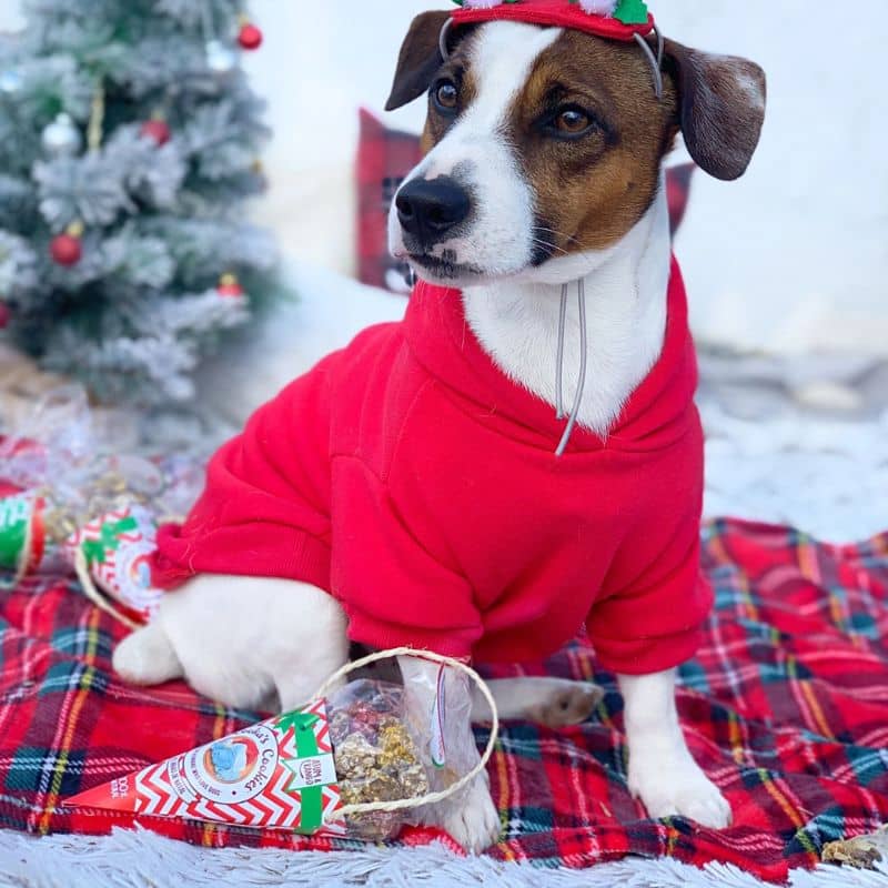 Friandises de noel Cooka's Cookies idéal pour récompenser son chien gourmand