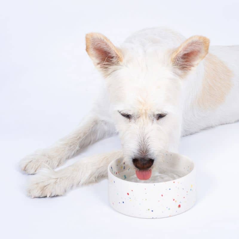 Chien avec une gamelle et de l'eau en blanc et motif confettis de Egg Back Home