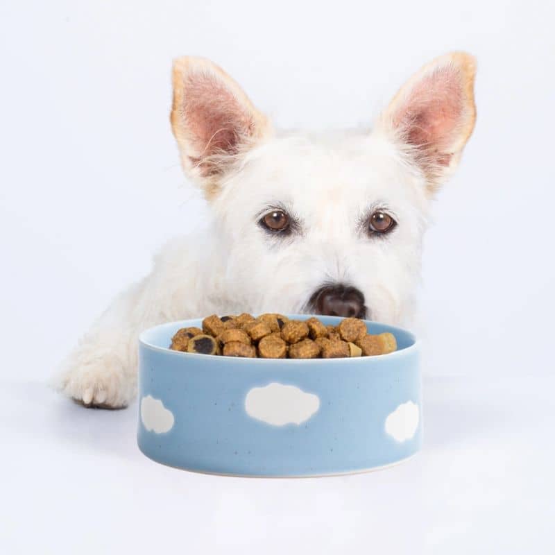 Chien avec une gamelle et des croquettes en bleu ciel et motif nuage de Egg Back Home