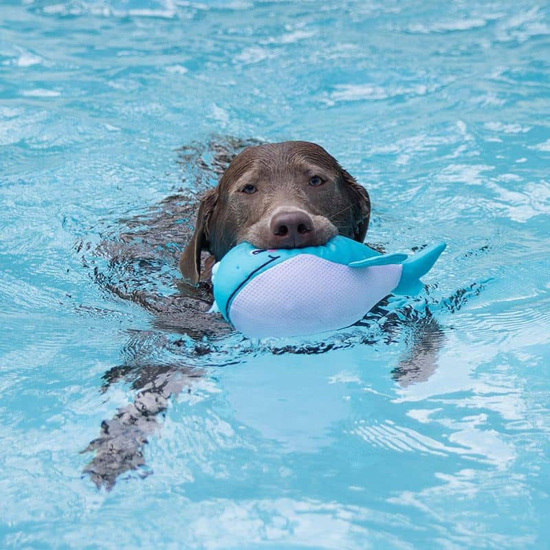 jouet flottant pour chien idéal pour l'été : "Splashy" la baleine par Splash Mates Fringe
