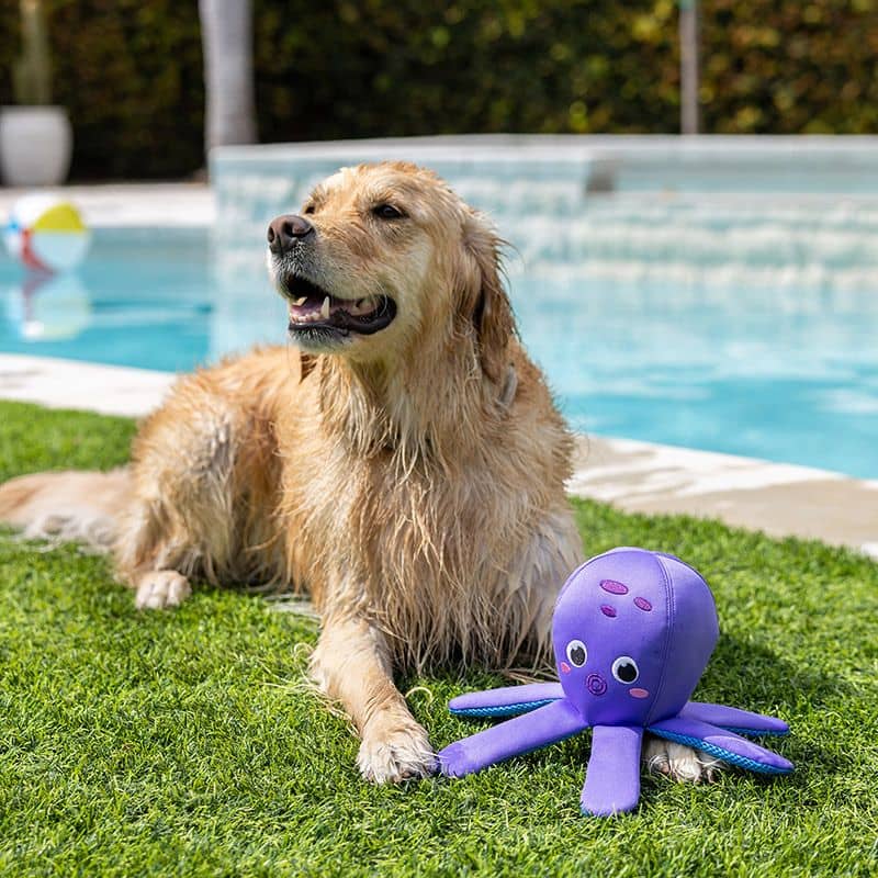 jouet flottant pour chien idéal pour l'été : "Bubbles" la pieuvre par Splash Mates Fringe