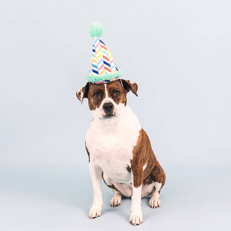Chapeau d'anniversaire en peluche 6'' - Sherbrooke Canin