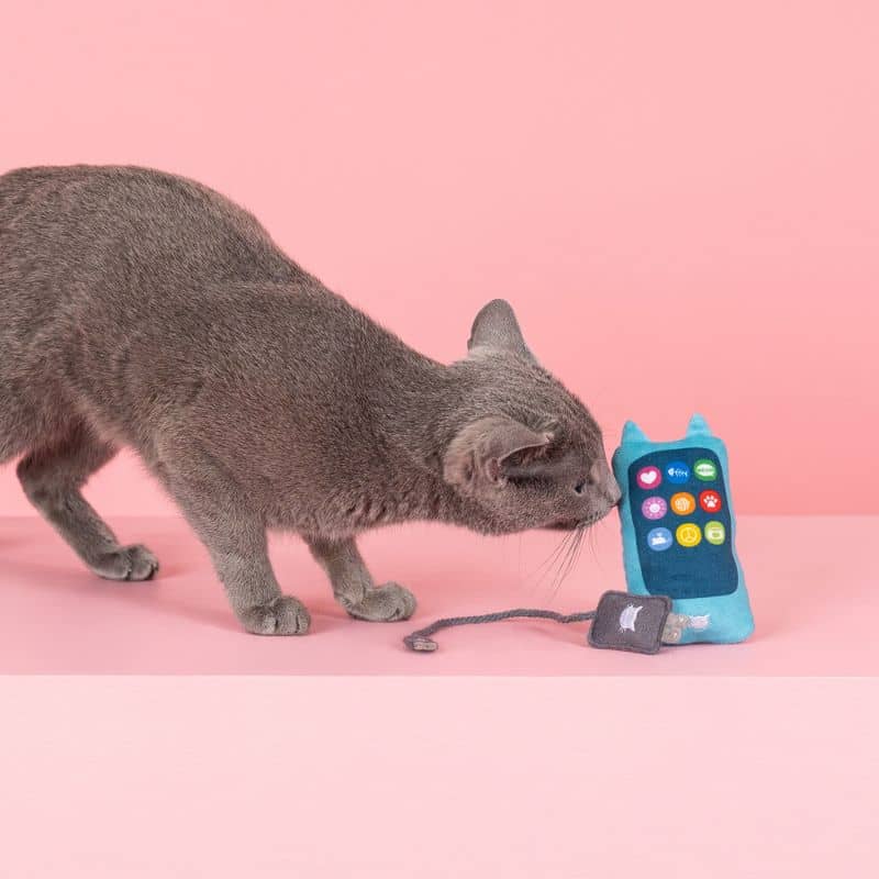 Chat avec un jouet en forme de téléphone et de chargeur avec de l'herbe à chat