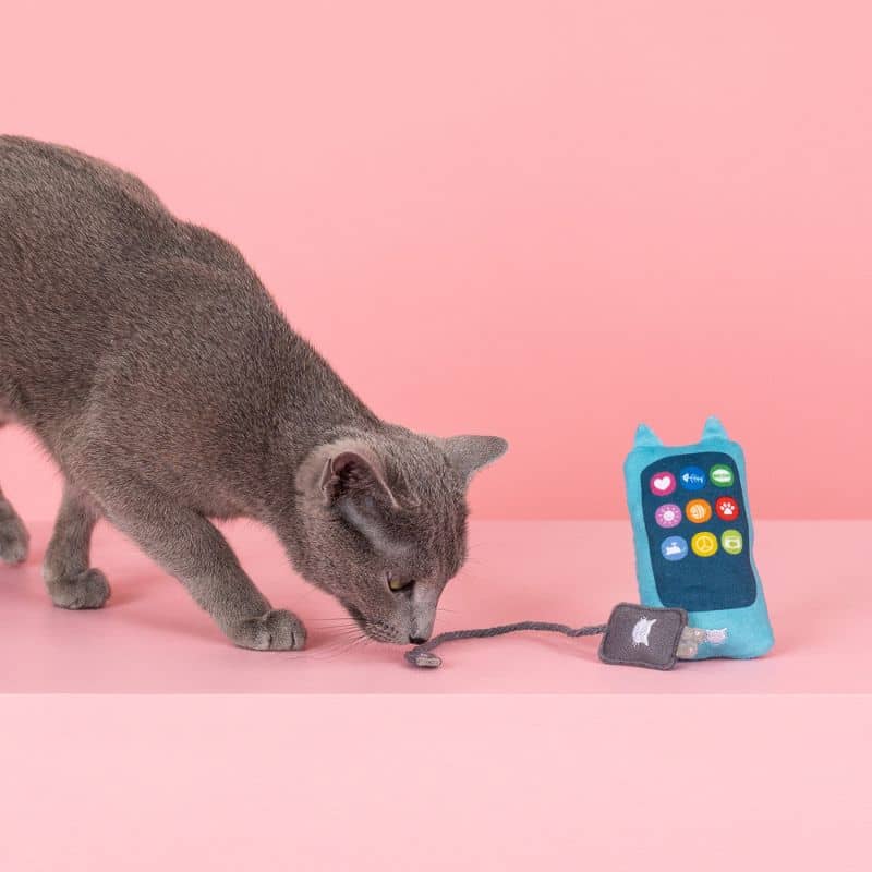 Chat qui est en train de jouer avec un jouet avec de l'herbe à chat (catnip) en forme de téléphone