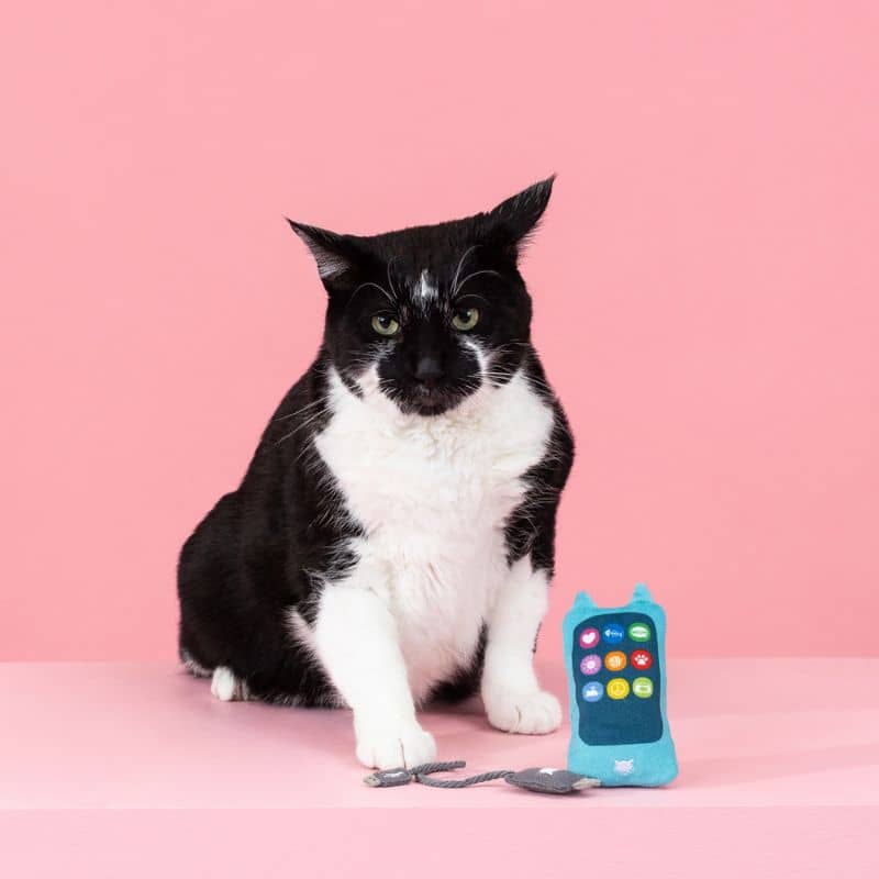 Chat avec un jouet à l'herbe à chat en forme de chargeur de téléphone et iphone De Studio Fringe