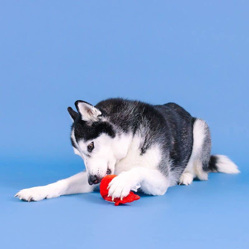 Husky qui joue avec un jouet en forme de poisson rouge pour chien avec cachette pour les friandises