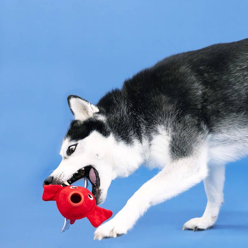Jouet distributeur de friandises résistant pour chien en forme de poisson rouge de la marque Fringe Studio Pet Shop - Reel me in