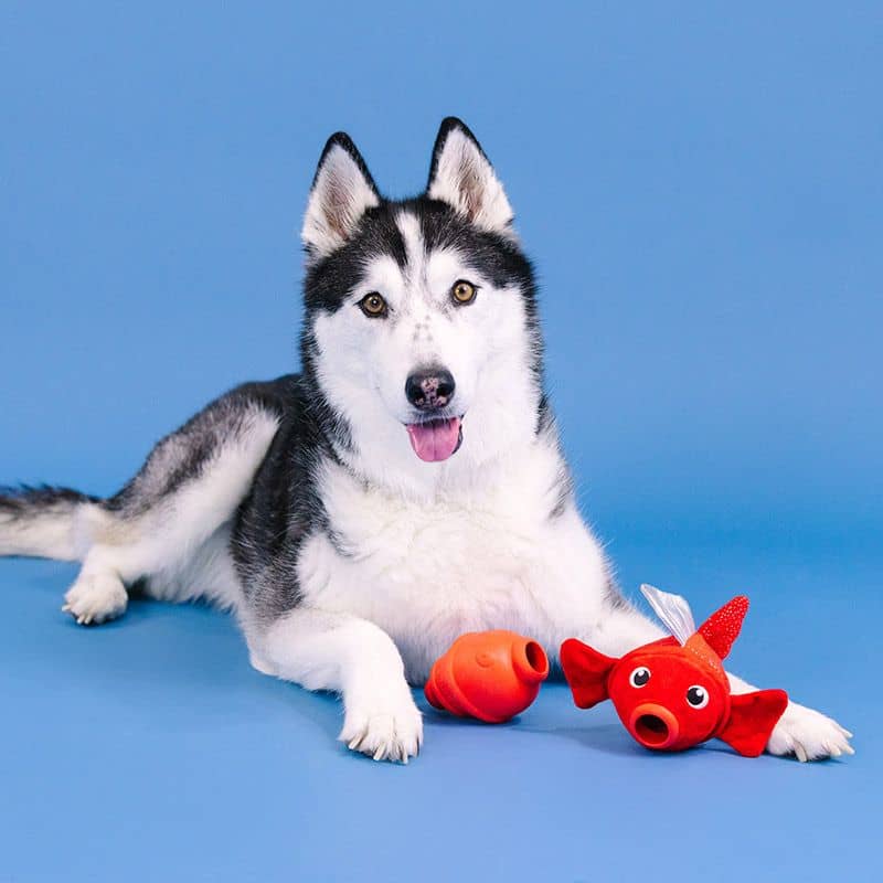 Jouet distributeur de friandises résistant pour chien en forme de poisson rouge de la marque Fringe Studio Pet Shop pour les chiens destructeurs