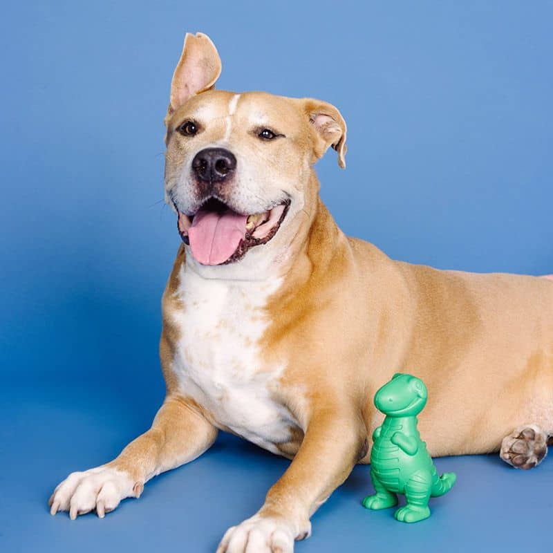 Chien avec un jouet solide et résistant vert en plastique en forme de dino avec cachette pour les friandises