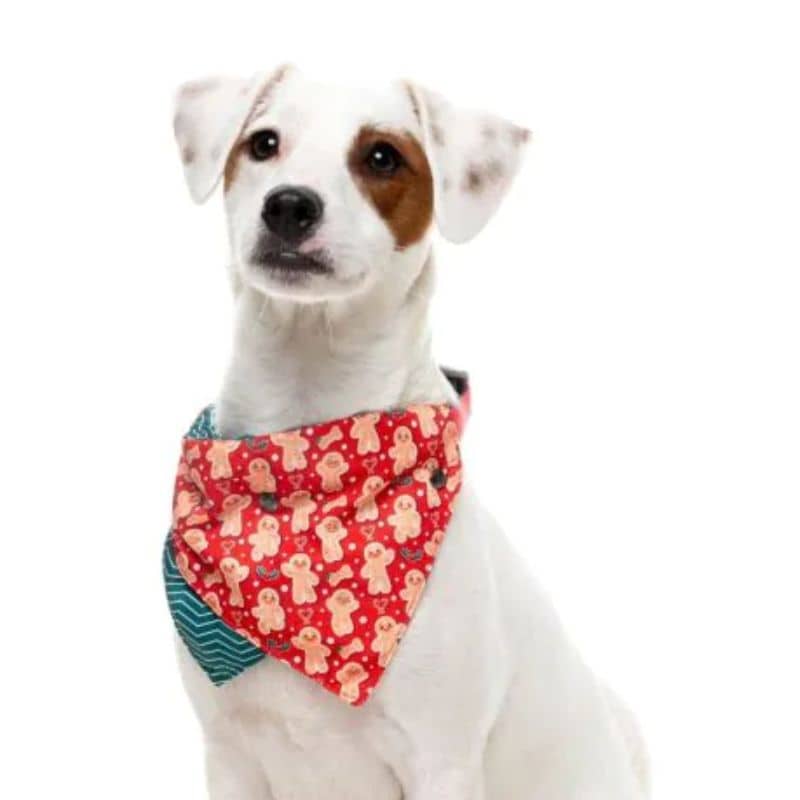 Chien avec bandana de Noël motif cookie pain d'épices en satin