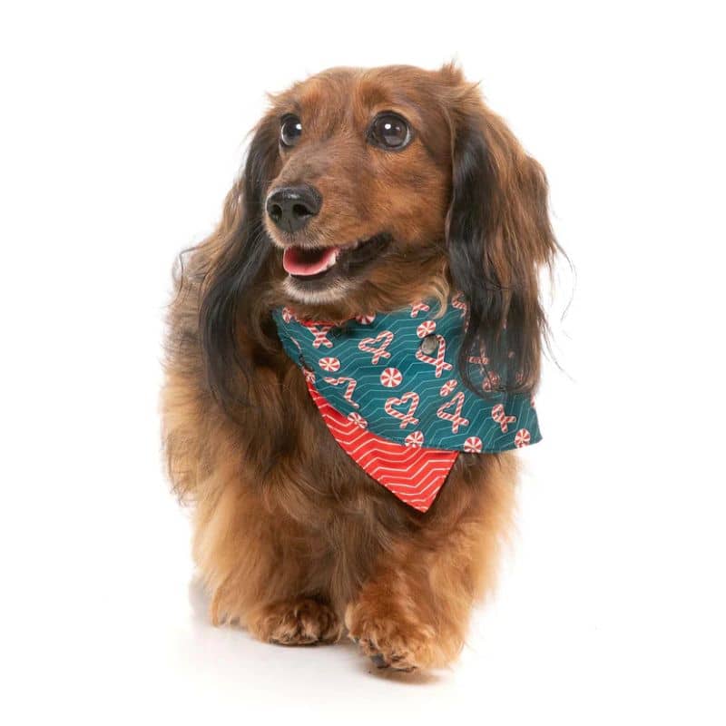 Chien avec bandana de Noël motif sucre d'orge en satin