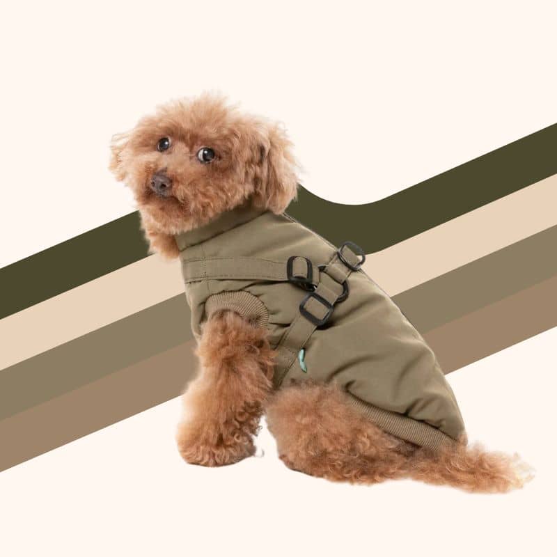 Chien avec manteau confortable et chaud modèle "Flash" de Fuzzyard