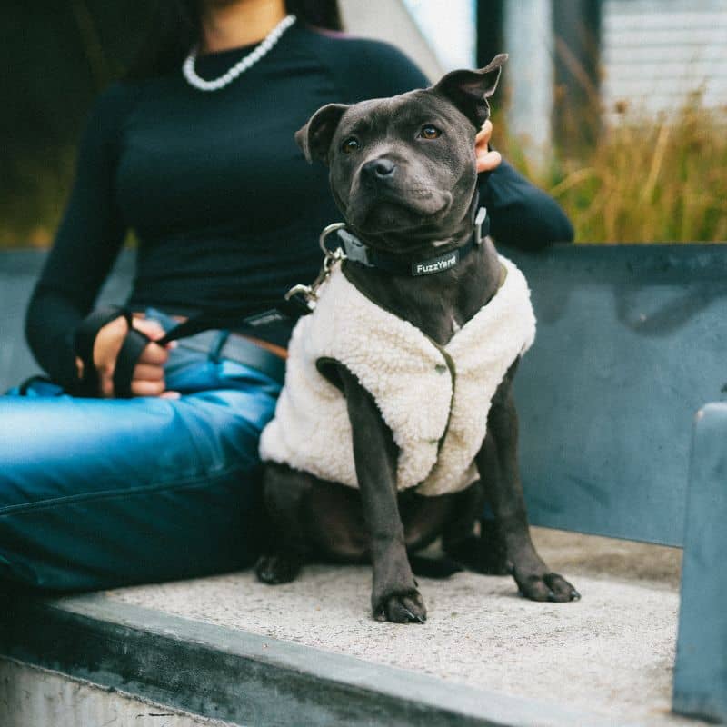 Staffie avec veste tendance pour chien en sherpa teddy beige