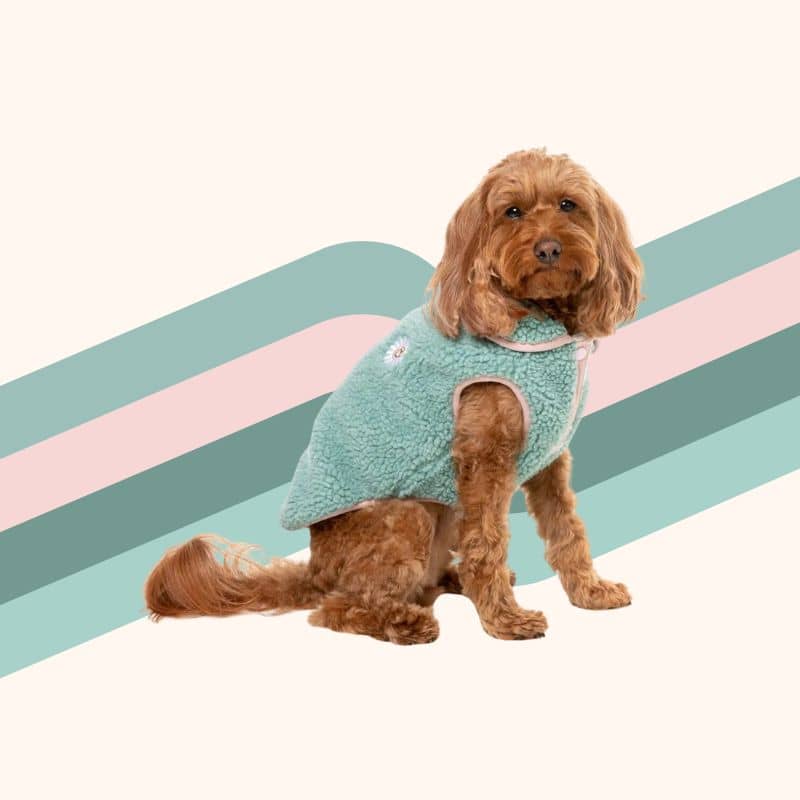 Chien avec veste chaude et confortable en teddy / sherpa avec détail col rose