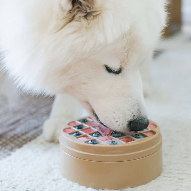 Bol bento 3 en 1 Lambwolf pour chien pour enrichir le quotidien de son animal et favoriser une bonne digestion