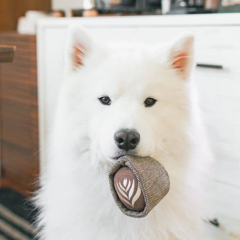 jeu d'occupation et de fouille pour chien en forme de tasse de café avec cachette à friandises et balle rebondissante qui couine Latte Pop Lambwolf Collective