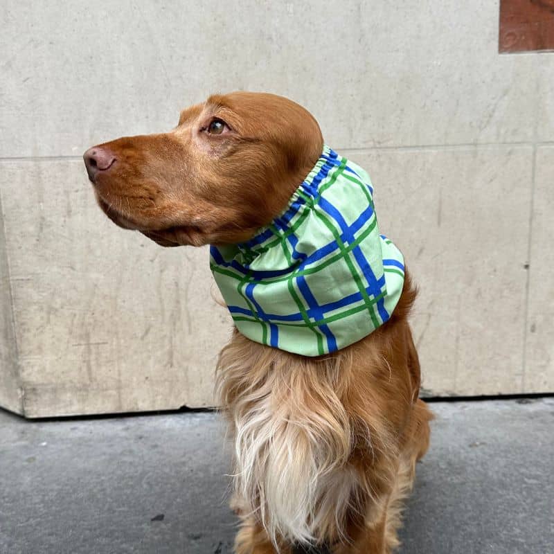 Packaging du snood pour chien en coton motif carreaux vert et bleu Lou & Co - protection des longues oreilles contre les épillets et l'humidité modèle porté exemple