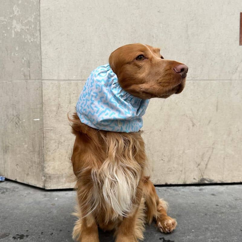 snood pour chien en coton motif memphis bleu et gris Lou & Co - protection des longues oreilles contre les épillets et l'humidité modèle porté