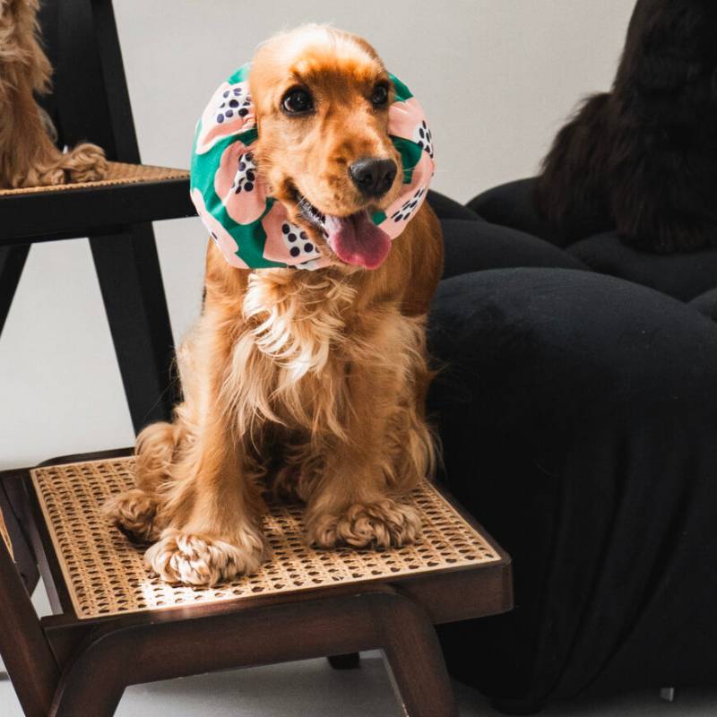 snood pour chien en coton vert motif fleurs rose Lou & Co - protection des longues oreilles contre les épillets et l'humidité