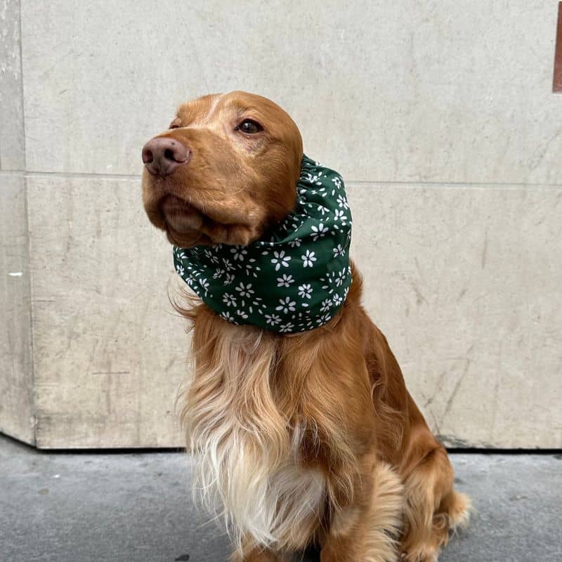 Snood pour chien en coton motif fleurs blanches sur vert Lou & Co - protection des longues oreilles contre les épillets et l'humidité, idéal cocker modèle porté