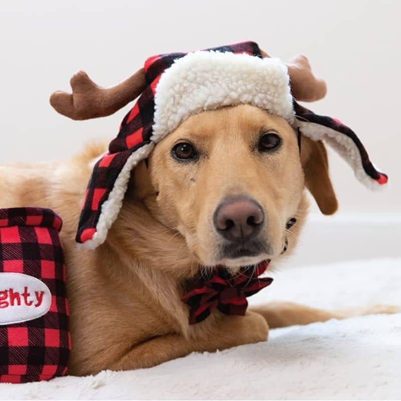 Chien avec chapeau de Noël motif bucheron avec bois de renne de Lulubelles