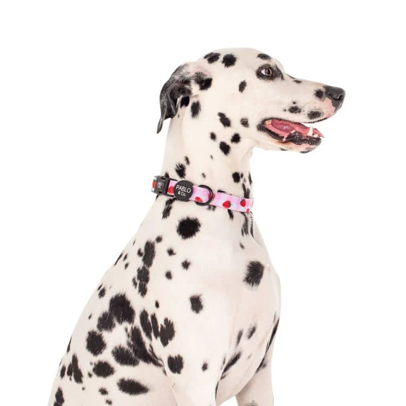 Dalmatien avec ollier pour chien motif Strawberry fields de Pablo & Co - motif mignon pour le printemps