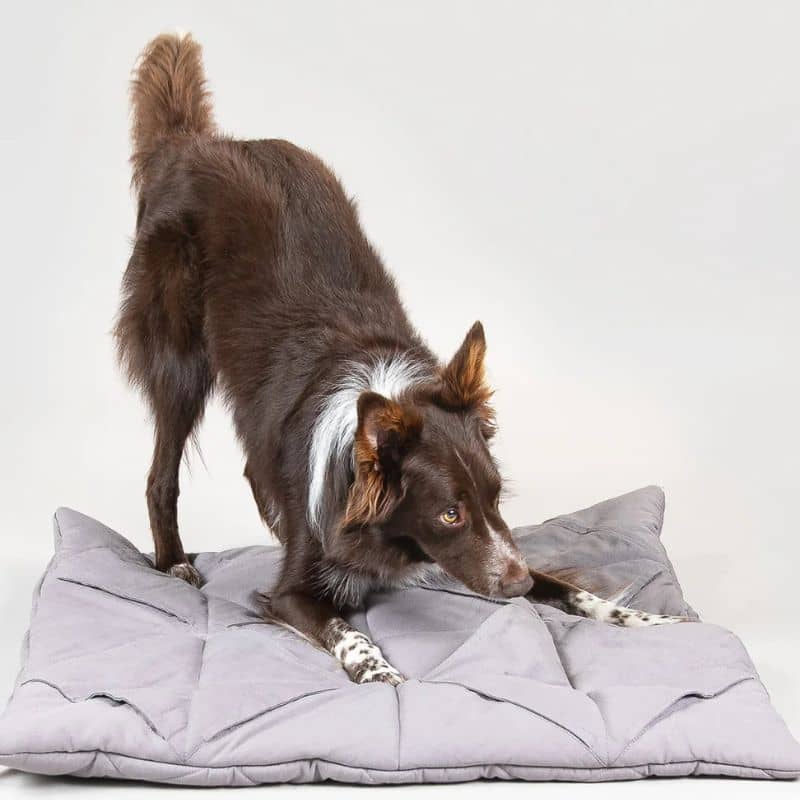 tapis de fouille et d'occupation matelassé en matière écologique en forme de carré gris de la marque paikka idéal pour occuper et stimuler le chien grâce à la recherche de friandises faisant travailler son flair. peut également être utilisé comme matelas d'appoint