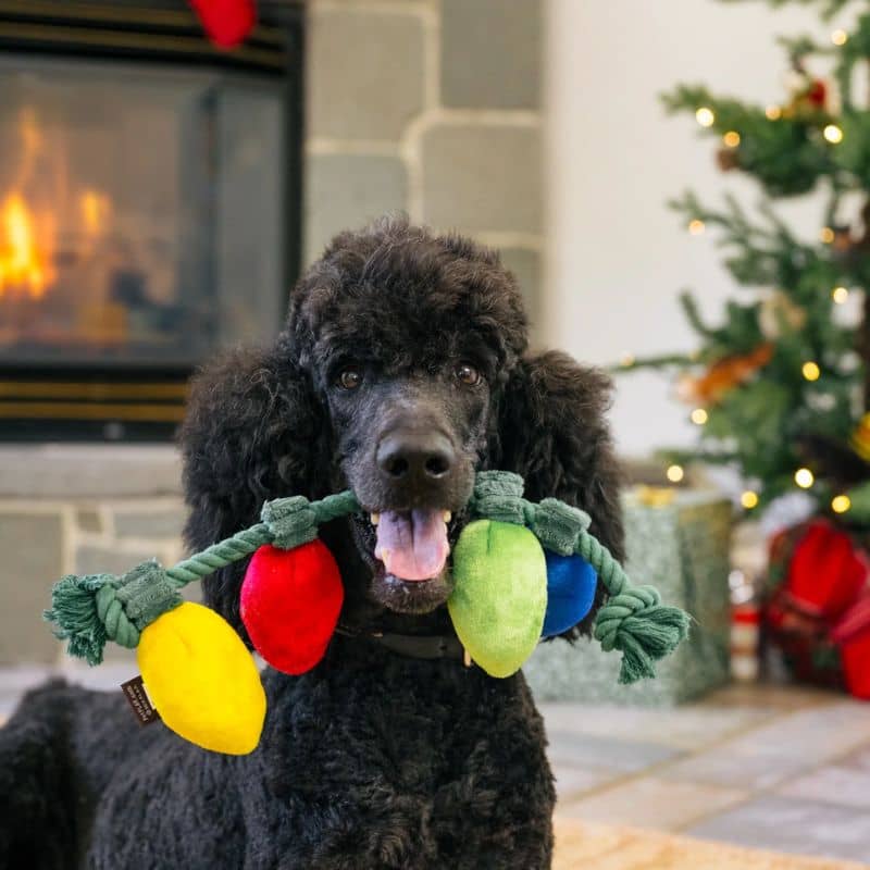 jouet peluche de Noël pour chien en forme de guirlande "Home for the holidays twinkly tucker" par la marque Play