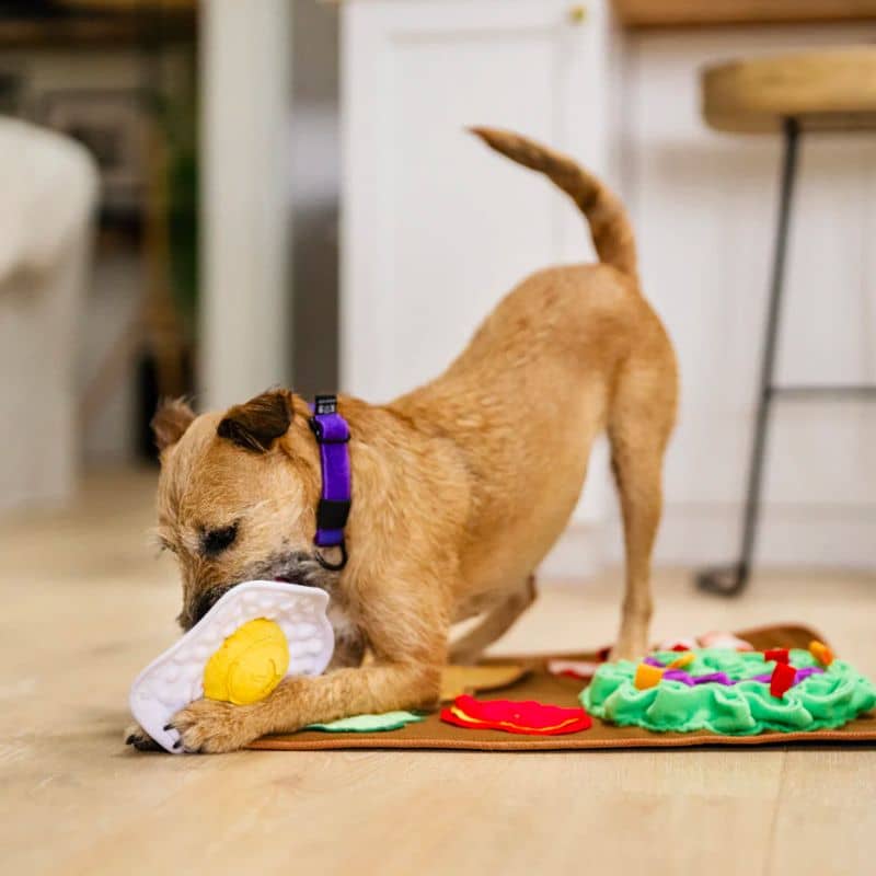 tapis de fouille et d'occupation en forme de brunch de la marque PLAY idéal pour occuper et stimuler le chien grâce à la recherche de friandises faisant travailler son flair - Play snuffle mat Savory sunrise