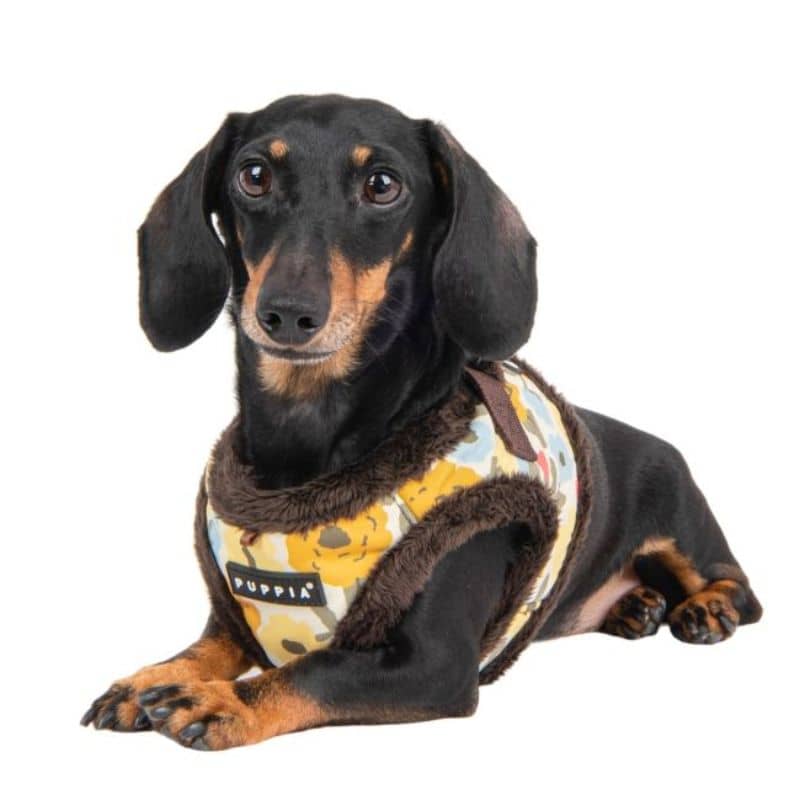 Teckel avec harnais pour chien motif floral marron avec fourrure pour l'hiver