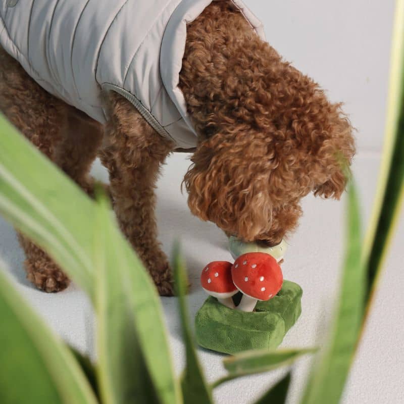 Jouet peluche interactif de la marque Pups & Bubs pour chien en forme de champignon pour occuper son chien et le faire utiliser son flair