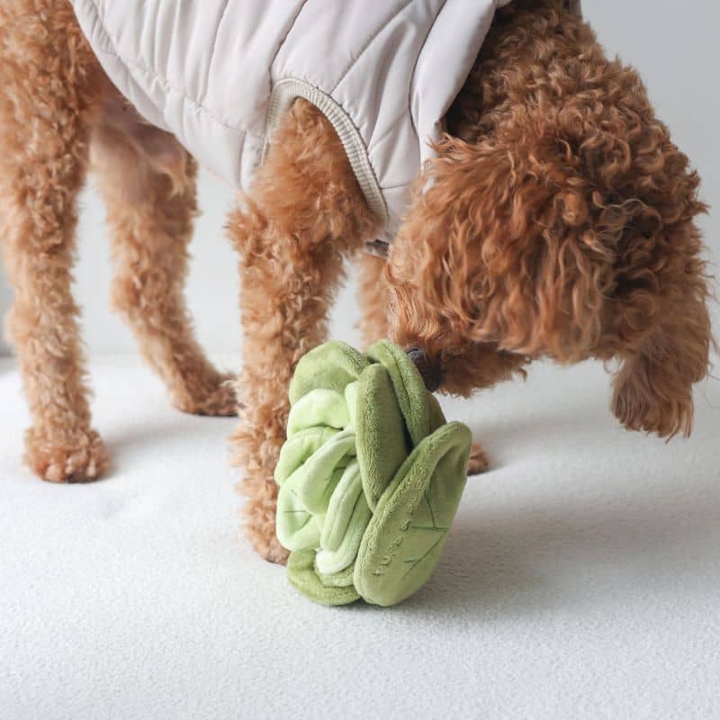 Jouet Pups & Bubs pour chien "Snuffle Cabbage" en forme de chou pour cacher des friandises et chercher en utilisant son flair