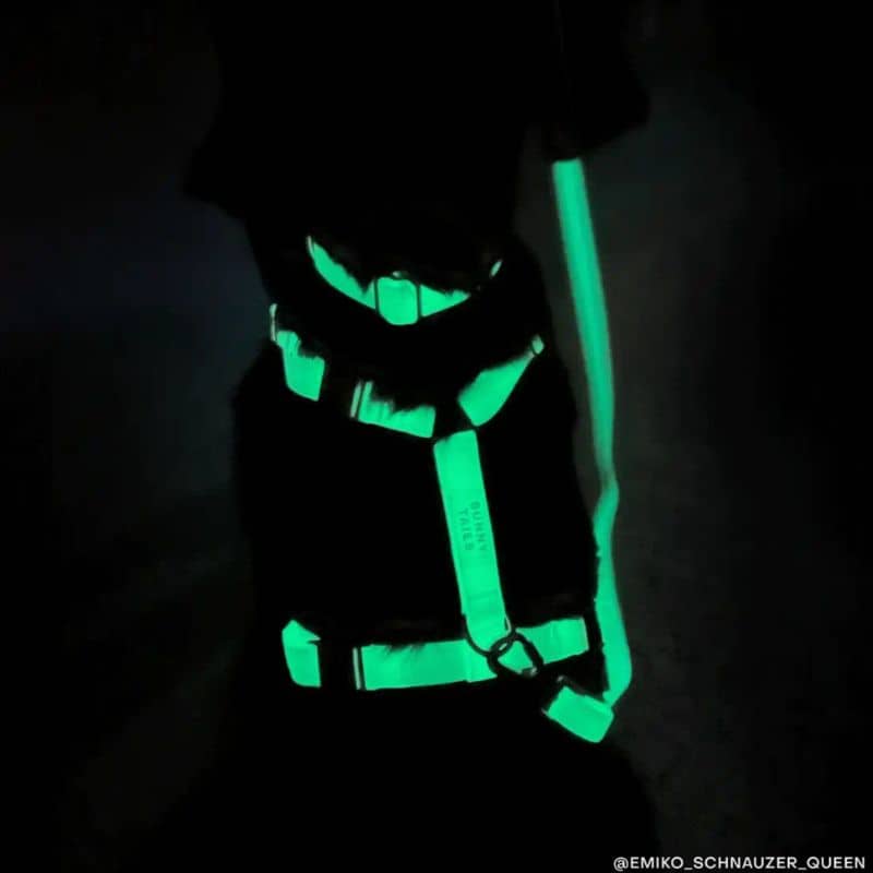 Collier pour chien phosphorescent qui brille dans le noir - ensemble avec harnais et laisse