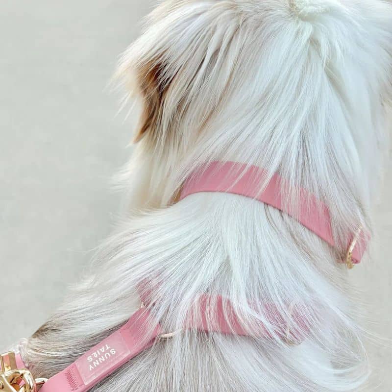 Collier pour chien imperméable en perfect pink rose de Shop Sunny Tails