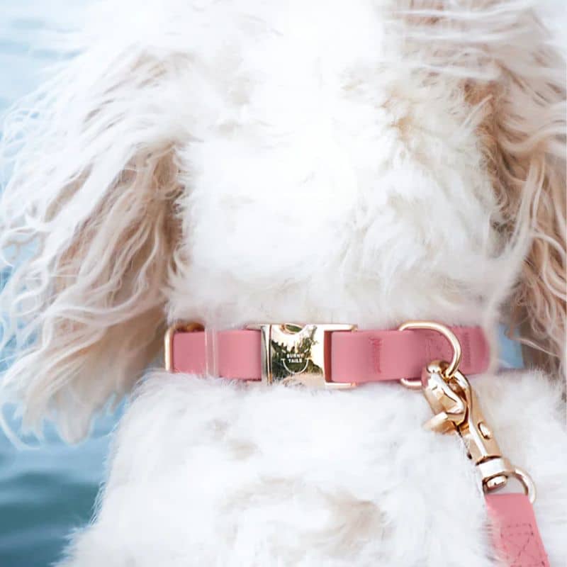 Collier pour chien waterproof en perfect pink de Shop Sunny Tails avec boucle dorée