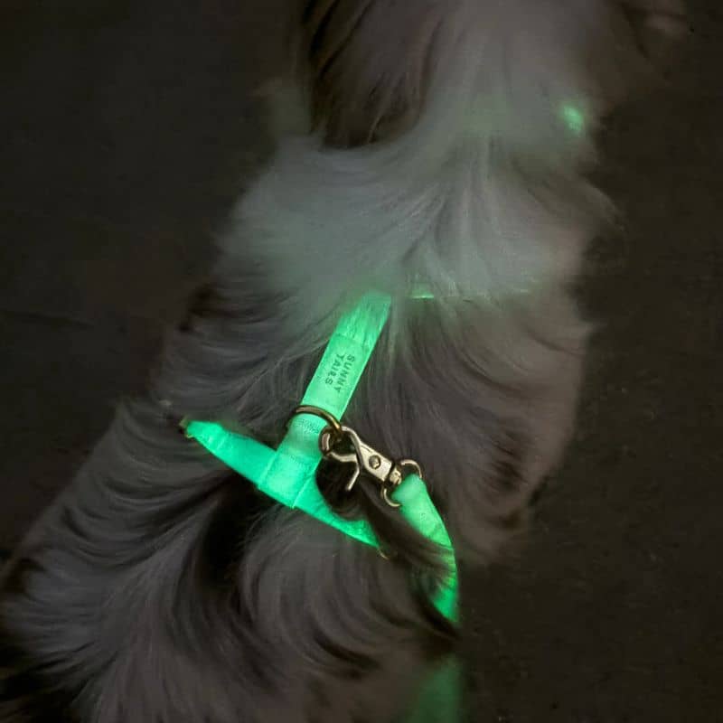 Harnais pour chien cloud lite de Shop Sunny Tails en phosphorescent qui brille dans le noir