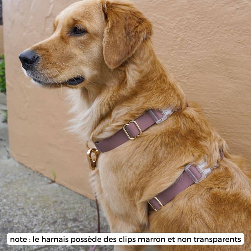 Harnais pour chien en H confortable et imperméable