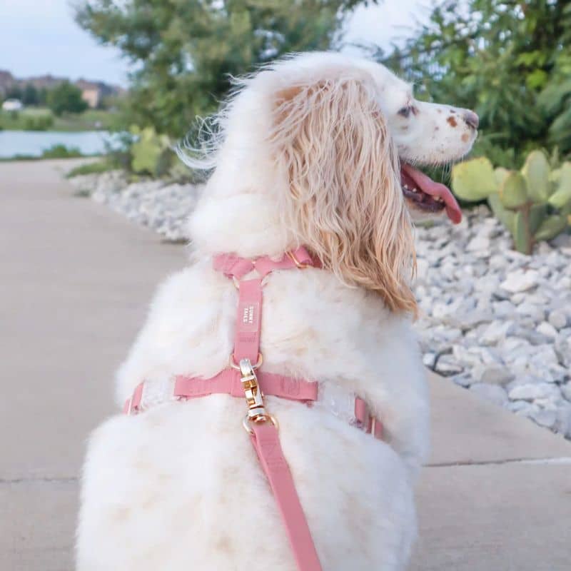 Harnais pour chien imperméable waterproof biothane en rose de Sunny Tails